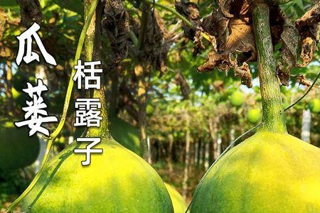 吊瓜旁边可以种罗汉果吗
