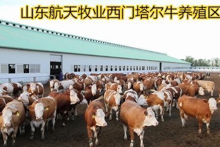 华西牛养殖条件
