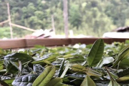 哪种茶叶是采用茶果间种植的