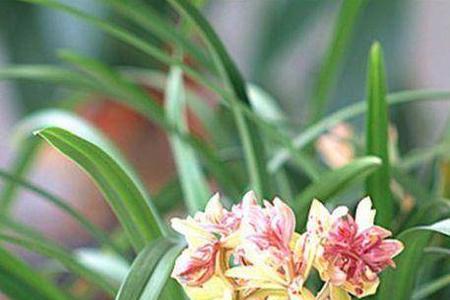 富山奇蝶兰花从几月开始催花芽