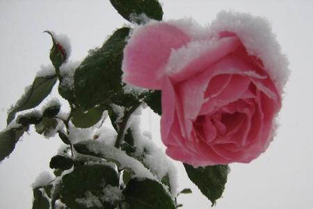 雪月月季和雪光区别