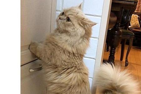 猫咪把尾巴贴在背上为什么