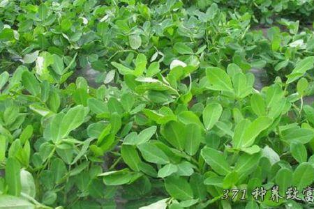 七月种花生能结果吗