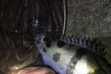 像桂鱼的无鳞鱼是什么鱼