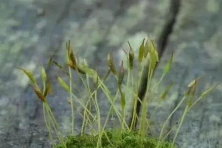 水苔哪里可以采集到