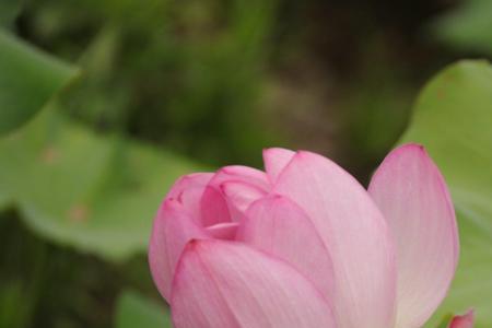 荷田出水芙蓉露上联