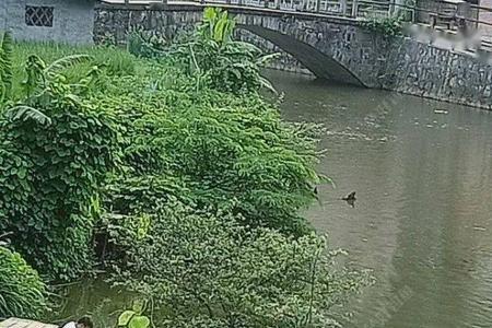 夜晚溪流活水能钓鱼吗