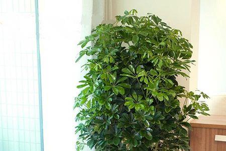 象征荣华富贵是哪四种树