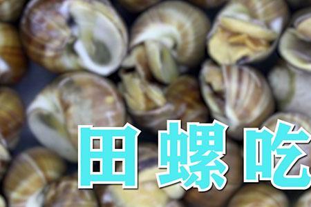 有豹纹的田螺叫啥