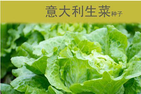 生菜什么时候结种子