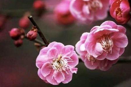 梅花的芳香比喻句