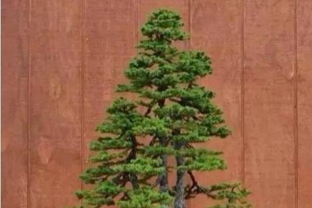 丛林盆景主干是奇数还是偶数好