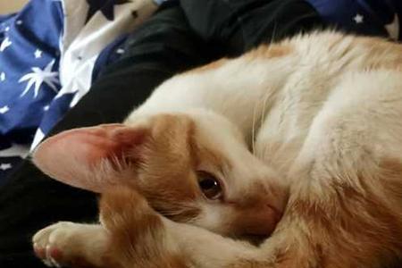6个月的猫咪还会认主吗