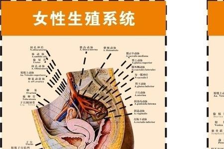 sz系统是什么意思
