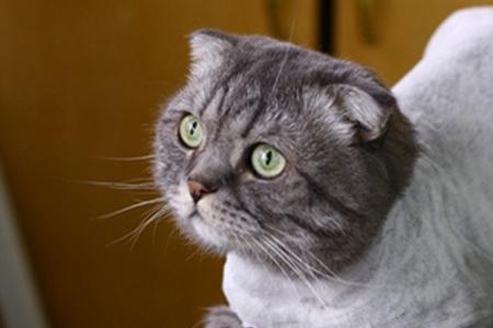 蓝猫几月份掉毛严重