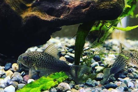 金花罗汉鱼缸铺底砂还是裸缸好