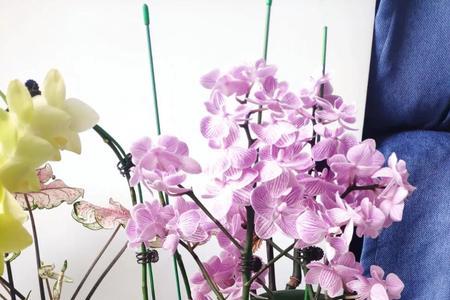 蝴蝶兰樱花开花时间长么