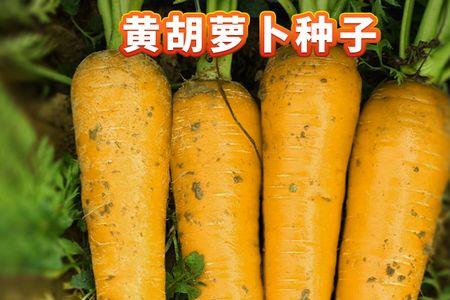 山胡萝卜种植一亩用多少种子