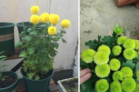 家里养乒乓菊的禁忌