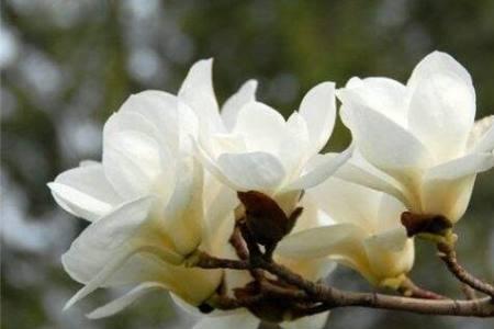 玉兰花独绣寓意