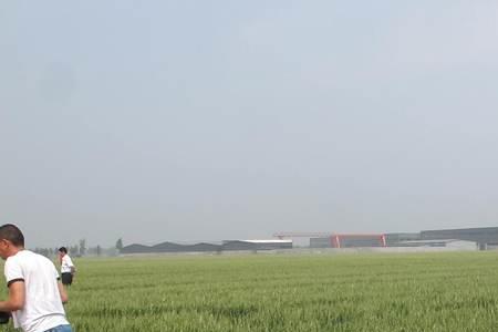 山农42和山农48哪个好