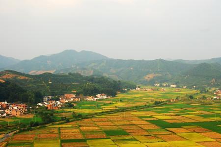 田野像金色的海洋什么意思