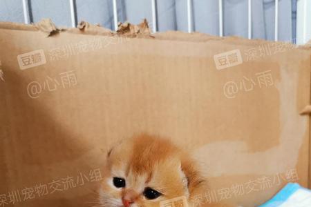 出生15天的金渐层体重