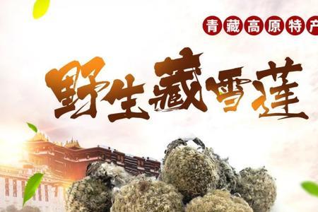 天山雪莲的根是怎么的一个吃法