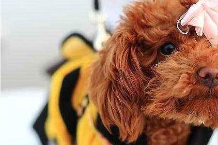 泰迪犬多大能吃蛋黄