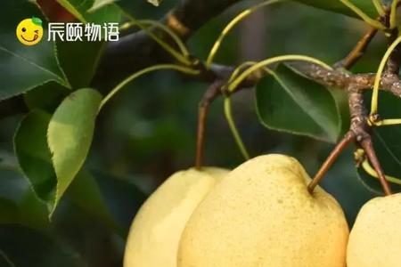 秋梨成语