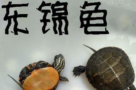 东锦龟吃什么