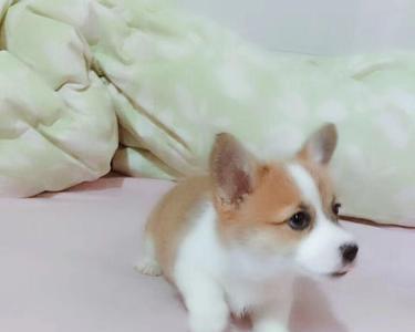 两个月的柯基可以吃剩菜吗