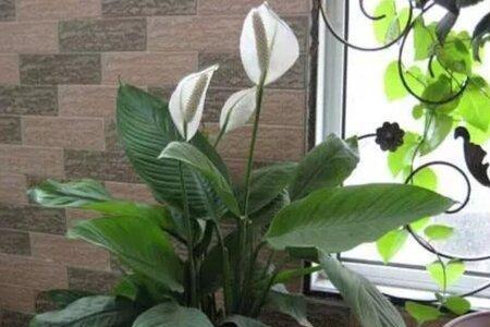 水掌花怎样养