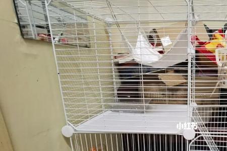 花枝鼠没笼子可以养吗