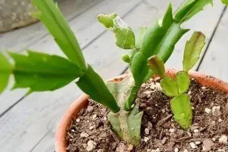 蟹爪兰太大了怎么修剪