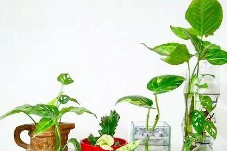 包菜根能水培吗