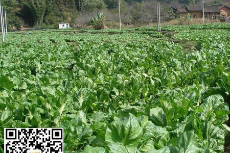 浙江芥菜种植时间和方法
