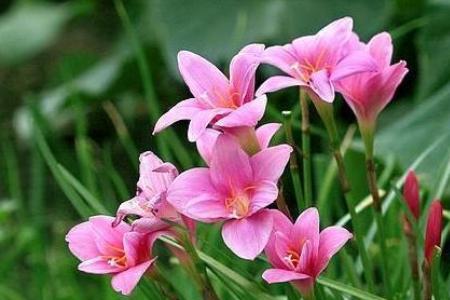 风雨兰为什么浇冰水容易开花