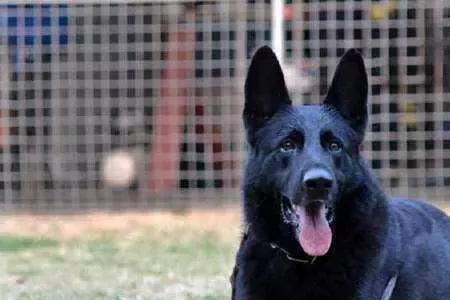 东德牧羊犬和罗威纳哪个好