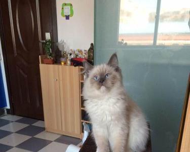 布偶猫一岁6斤正常吗