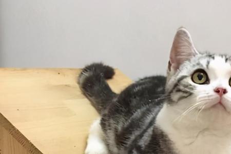 欧洲短毛猫和狸花猫的区别