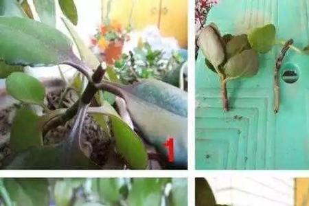 长寿花扦插需要盖保鲜膜吗