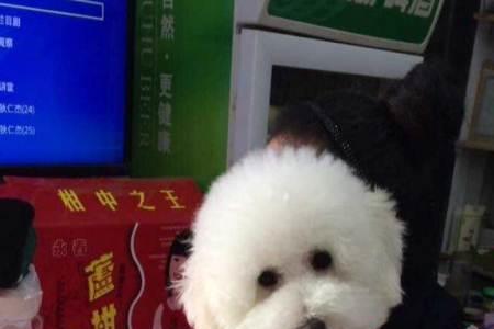 小体比熊和标体比熊成年的对比