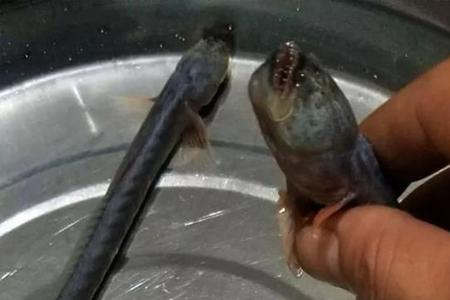 狼牙虾虎鱼能养吗