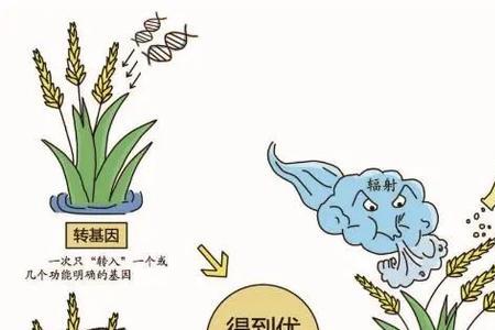 诱变育种为什么不能稳定遗传