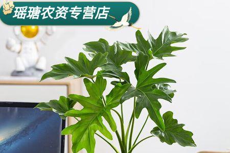 水培春羽卷叶萎缩怎么办