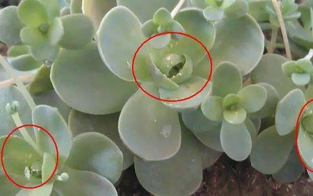 帝锦里玉染第几集死的