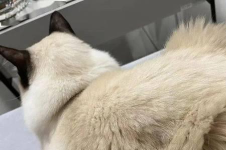 猫的毛变黄了要怎么清洗