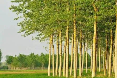 杨树比柳树高20分米