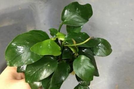 水榕烂叶子原因